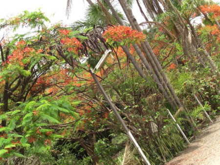 Natureza em harmonia.jpg